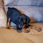 Cooper (2)