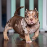 KOBY-FEMALE-6.jpg