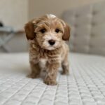 Molly-5.jpg