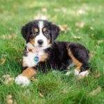 bernese-mountain-dog-4.jpg