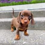dachshund-3.jpg