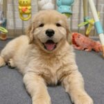 golden-retriever-2.jpg