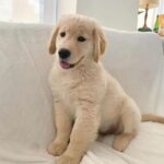 golden-retriever-3.jpg