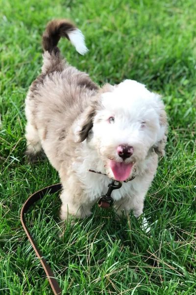 Aussiedoodle-.jpg