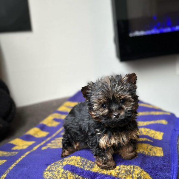 Bobby (5)