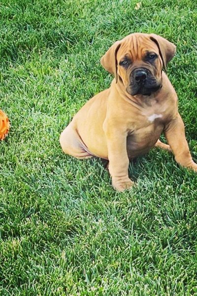 Boerboel-4.jpg