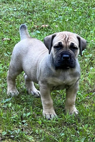 Boerboel-8.jpg