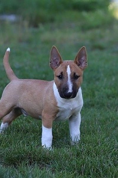 Bull-Terrier-4.jpg