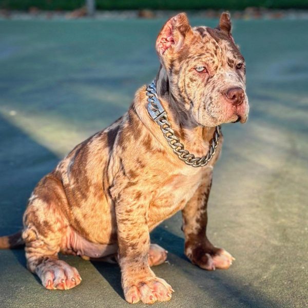 Cane-Corso-1.jpg