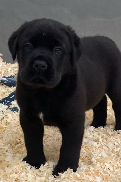 Cane-Corso-7.jpg