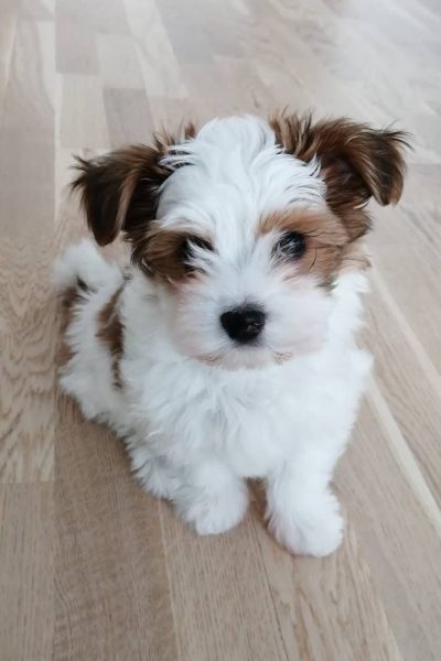 Chloe-5.jpg