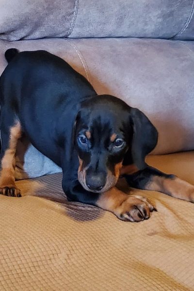 Cooper (2)