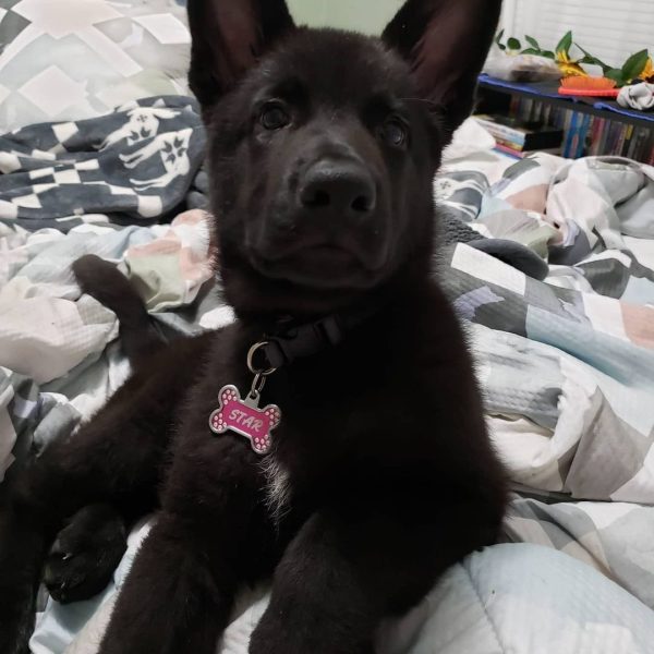 Doris-Star-5.jpg