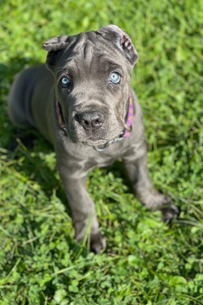 Kora (5)