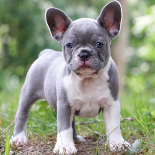 Lilac-female-1.jpeg