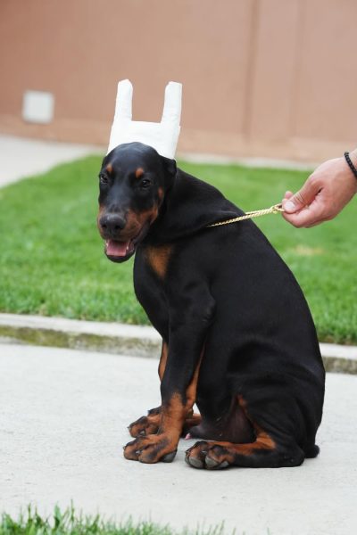 Loki