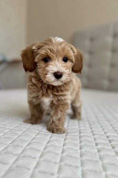 Molly-5.jpg