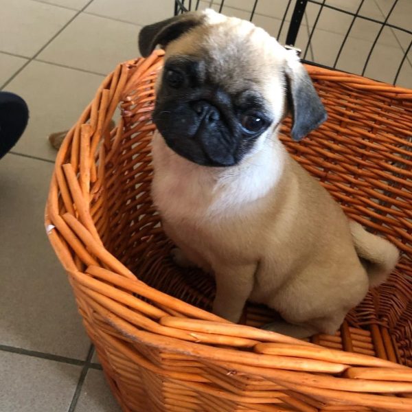 Oliver-1.jpg