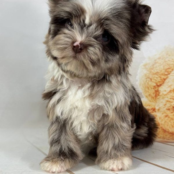 Ted (5)