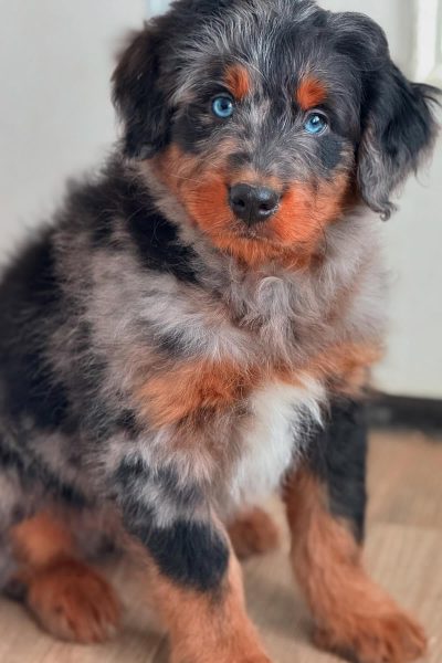 bernese-mountain-dog-2.jpg