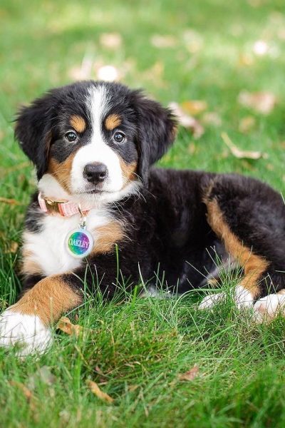 bernese-mountain-dog-4.jpg