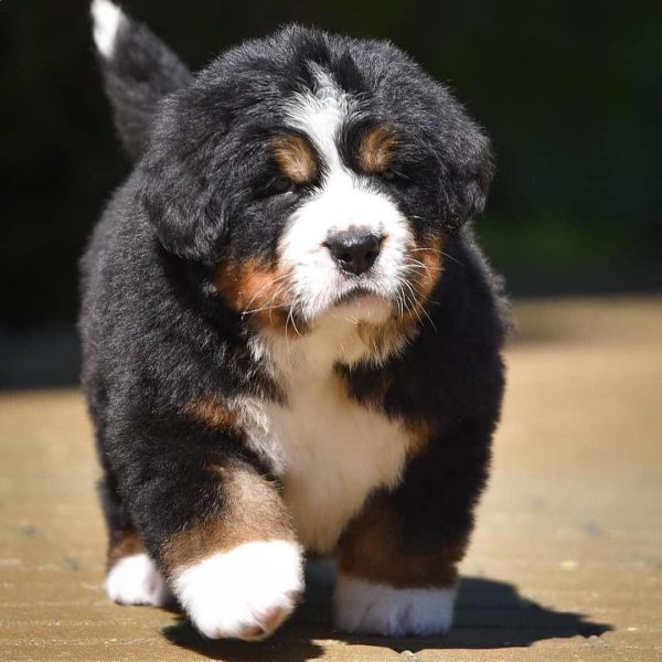 bernese-mountain-dog-5.jpg