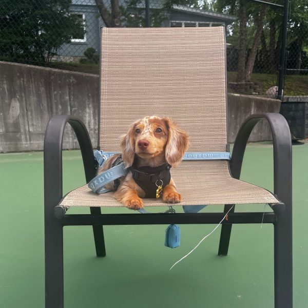dachshund-1.jpg