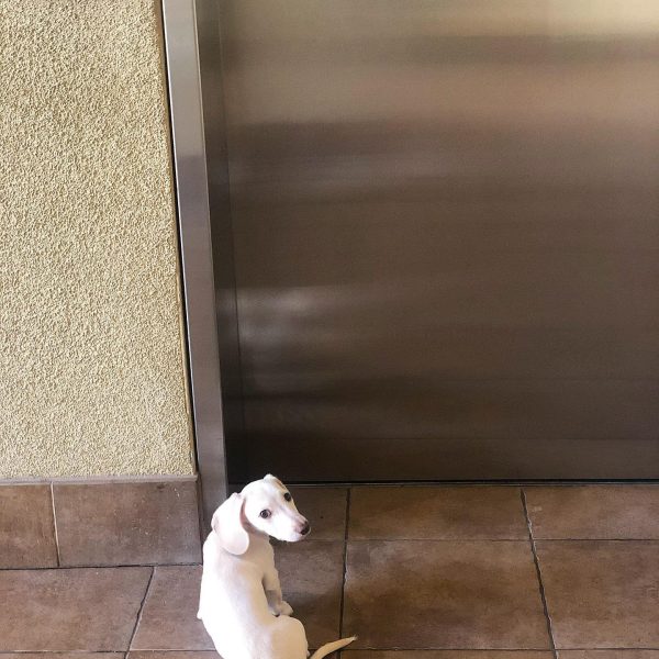 dachshund-5.jpg