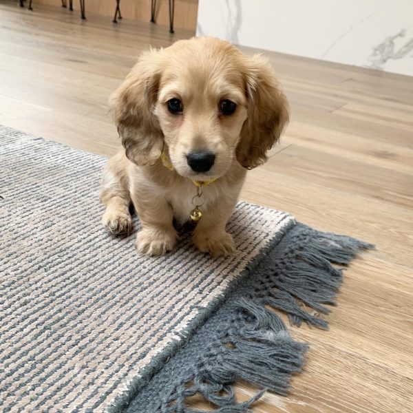 dachshund-6.jpg