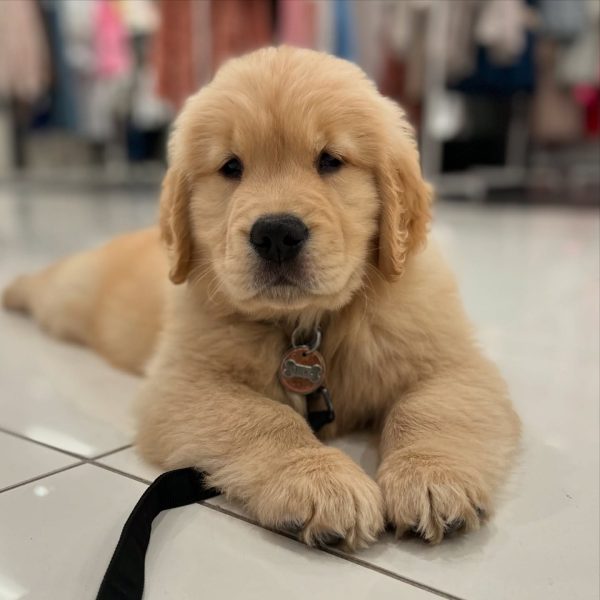 golden-retriever-5.jpg
