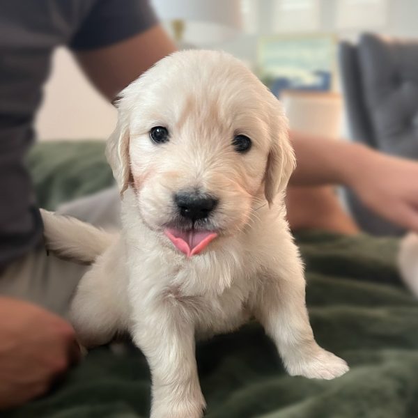 golden-retriever-6.jpg