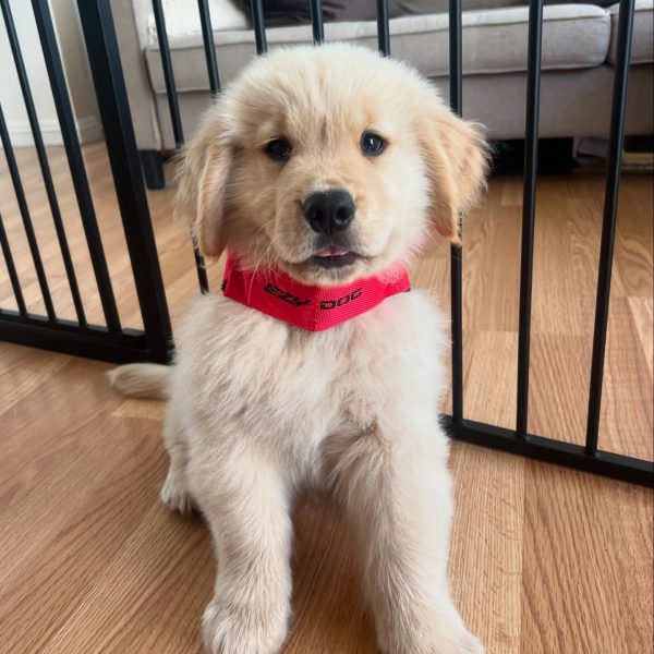 golden-retriever-7.jpg